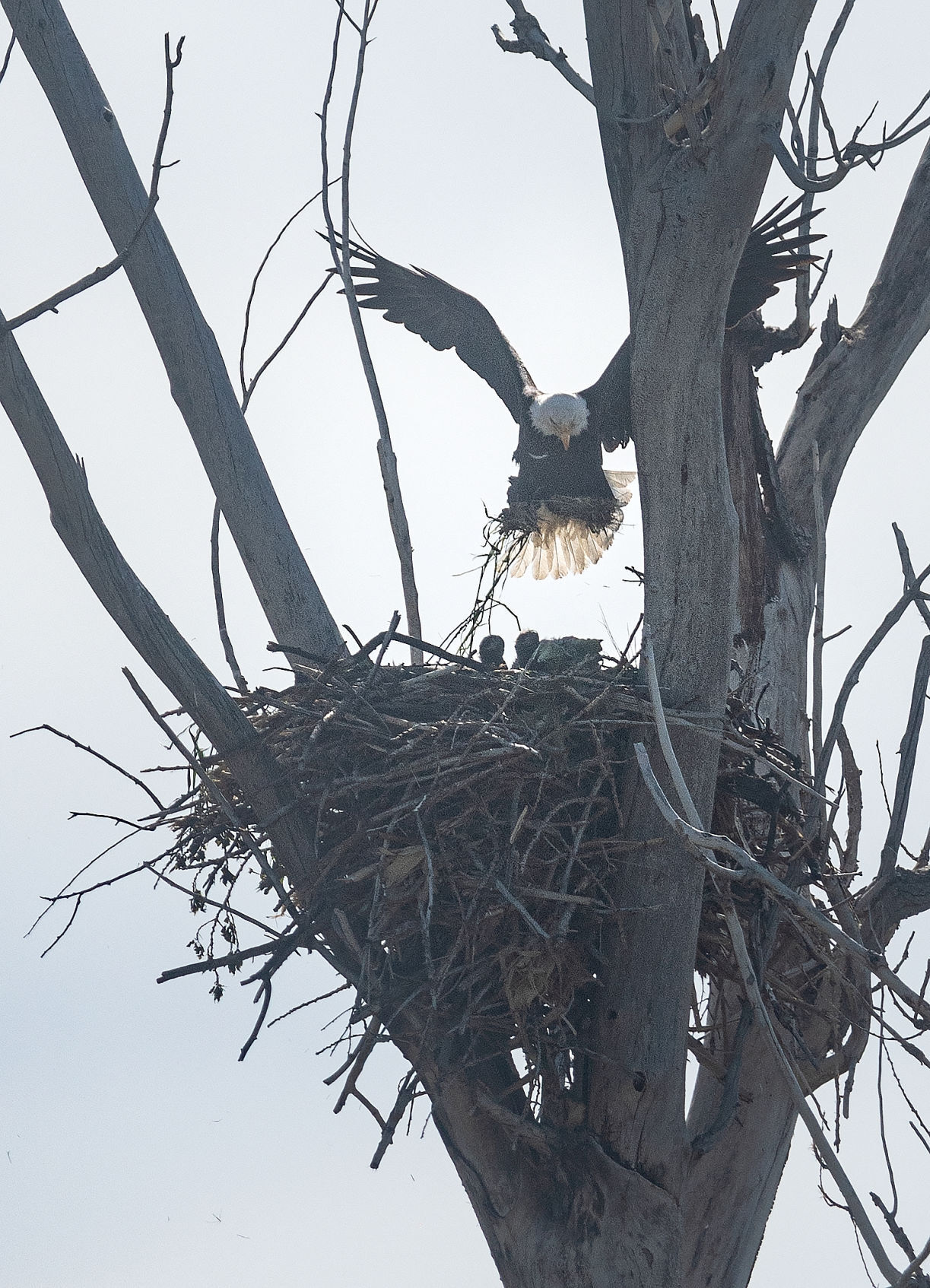 Eagles causing a stir
